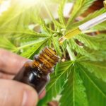 Cannabis medicinal tem eficiência no tratamento de dor crônica