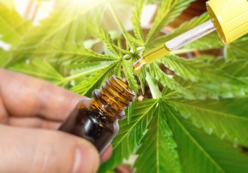 Cannabis medicinal tem eficiência no tratamento de dor crônica