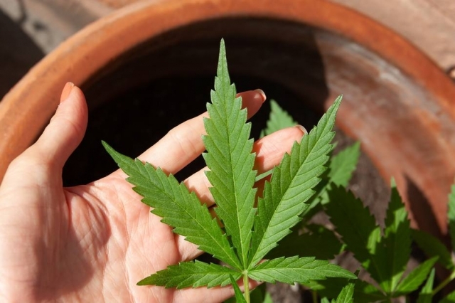 Cannabis medicinal pode ser alternativa no tratamento de endometriose