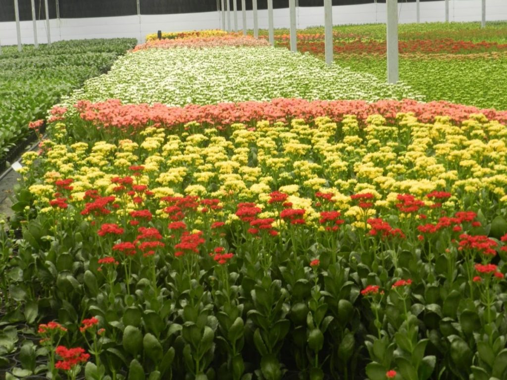 Ibraflor pede a governadores e prefeitos que permitam venda de flores para o Dia da Mulher