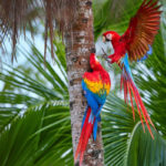 Apelo ao G20 pede fim do comércio de animais silvestres