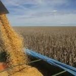 Diminui estimativa da produção paulista de grãos, revela Faesp