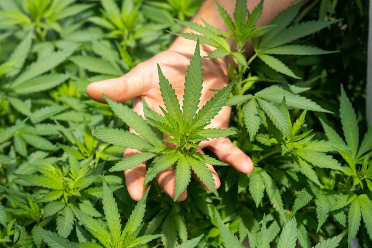 Cannabis medicinal pode reduzir em 86% as crises de epilepsia em crianças, aponta estudo