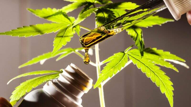 Cannabis medicinal pode auxiliar o tratamento de pacientes com casos leves e refratários de epilepsia, diz CEO da Remederi