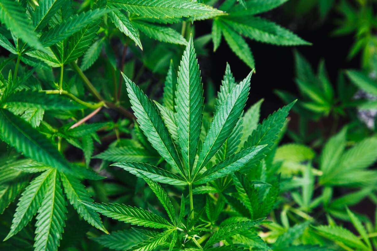 Cannabis medicinal pode melhorar 60% dos sintomas de ansiedade, aponta estudo
