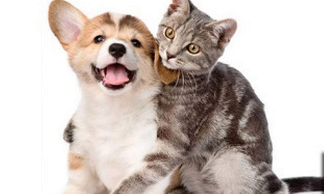 Especialista relaciona 10 dicas de cuidados com alimentação e ingestão de água para os pets no verão