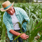 Em oito meses, Sicoob liberou mais de R＄ 14 bilhões em crédito rural