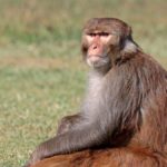 Resultado Jogo do Bicho 19/04/2022