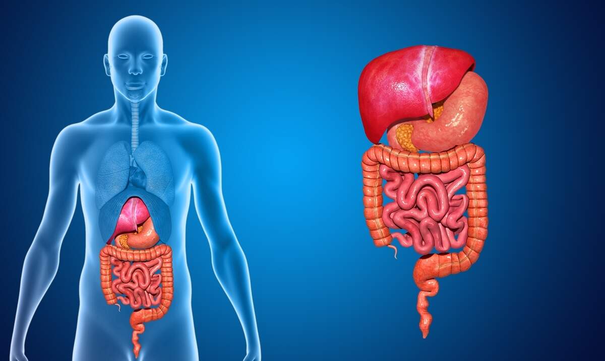 Doenças do aparelho digestivo: mitos e verdades