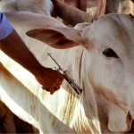 Estado de São Paulo avança na vacinação contra a febre aftosa