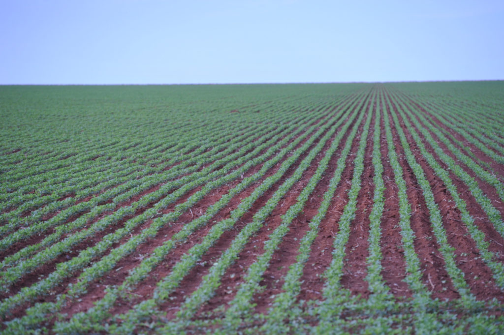 Produção agrícola global não dá conta de meta de segurança alimentar da ONU