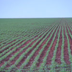 Produção agrícola global não dá conta de meta de segurança alimentar da ONU