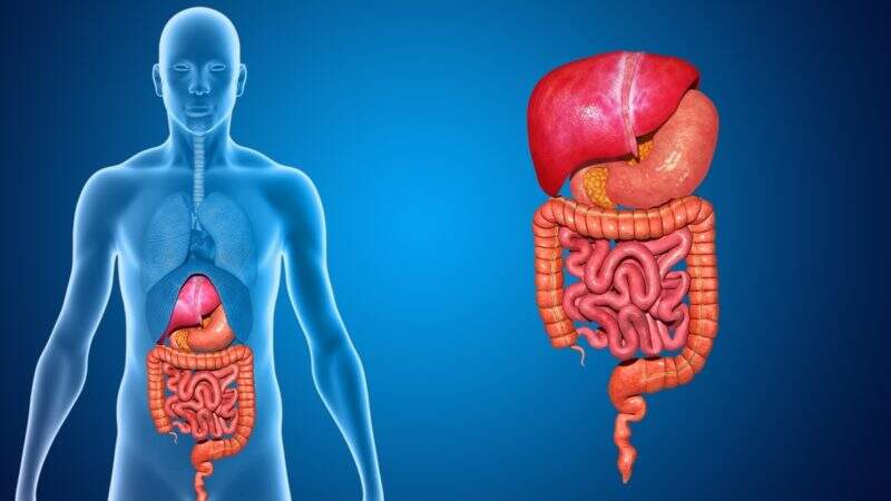 Doenças do aparelho digestivo: mitos e verdades