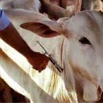 Estado de São Paulo avança na vacinação contra a febre aftosa