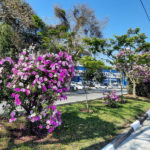 Mais de 300 manacás florescem no Corredor Metropolitano ABD, gerenciado pela EMTU