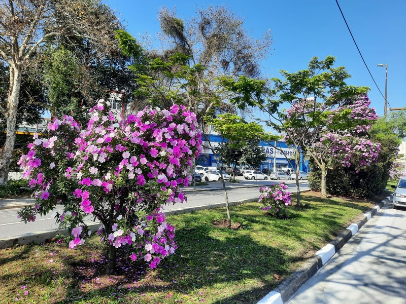 Mais de 300 manacás florescem no Corredor Metropolitano ABD, gerenciado pela EMTU